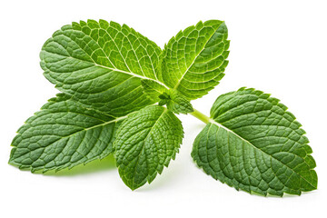 Mint leaves isolated PNG on white background