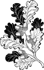 Contour oak branches