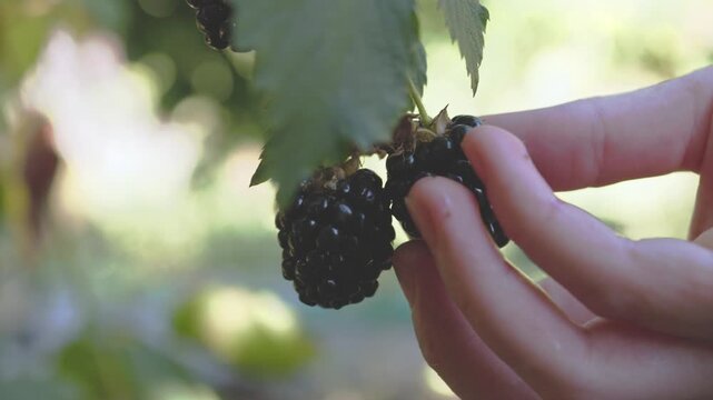 Ripe Blackberries Growing on a Bush Among Green Leaves