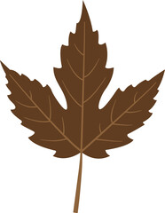 Vector illustration of autumn leaf