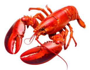 red lobster isolated on transparent png