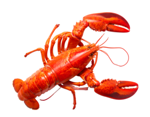 red lobster isolated on transparent png