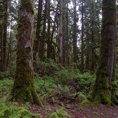 Obraz premium Lush forest floor