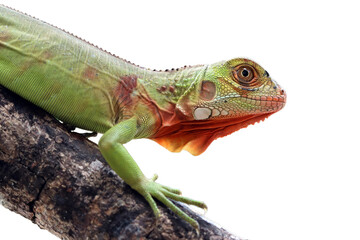 Red iguana side view on wood, Red iguana closeup on isolated background