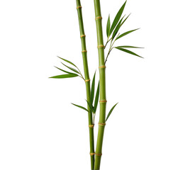 Two bamboo stalks with vibrant green leaves