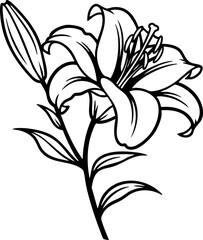 Elegant black and white lily flower blooming with detailed petals and leaves on a stem