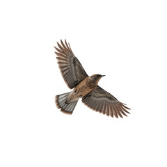 Fototapeta premium hummingbird png, colorful hummingbird png, small hummingbird png, tropical hummingbird png, flying hummingbird png, exotic hummingbird png, cute hummingbird png, cartoon hummingbird png, realistic