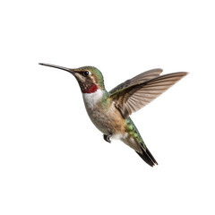 Obraz premium hummingbird png, colorful hummingbird png, small hummingbird png, tropical hummingbird png, flying hummingbird png, exotic hummingbird png, cute hummingbird png, cartoon hummingbird png, realistic