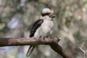 Fototapeta premium Laughing kookaburra perching on branch, Victoria, Australia