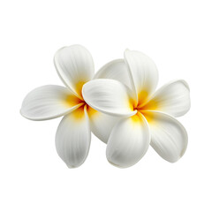 Foto bunga bali putih :
 A photorealistic, highly detailed image of two plumeria flowers, against a pure, isolated white background. The flowers are positioned closely together, slightly overlapping, 