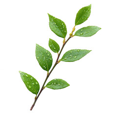 Fototapeta premium A delicate green branch with fresh leaves and water droplets after rain isolated on transparent background