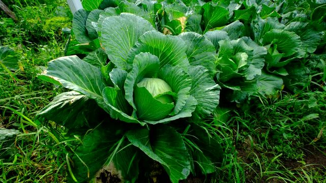Close up of gown white cabbage head and moving camera away revealing whole garden bed of veggies