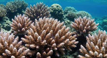 Vibrant coral reef, various shapes and tones