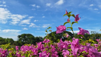 Beautiful bougainvillea pink colored of Hibiscus Rosa Sinensis flower, among green leaves and soft...