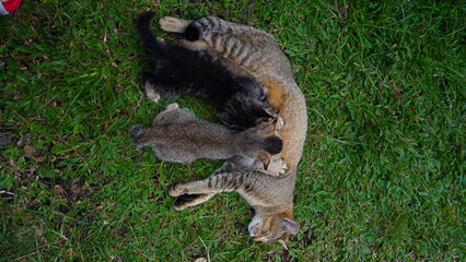 Domestic Cat Resting on Grass and Feeding Babies