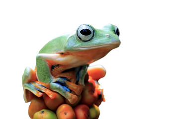 Fototapeta premium Tree frog on leaf, Gliding frog (Rhacophorus reinwardtii) sitting on fruit, Javan tree frog on branch, Indonesian rainforest tree frog