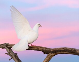 Obraz premium White dove in flight, pastel sky background