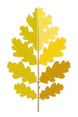 Autumnal Oak Leaf Display