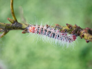 Intricate fluffy caterpillar with vibrant orange and red segments crawls along a delicate branch