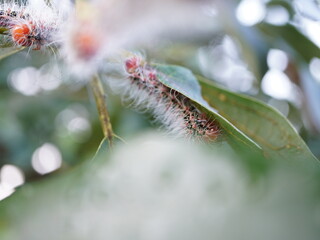 Intricate macro shot captures fuzzy caterpillar with vibrant red head crawling on lush green leaf