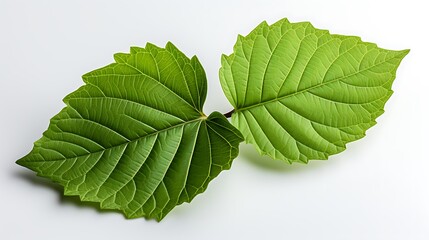 Fototapeta premium green leaf isolated on white