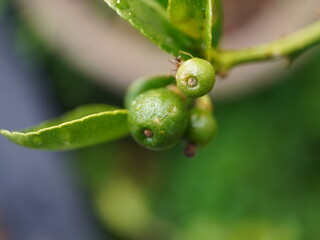 Tiny green citrus fruits with water droplets on a branch, capturing delicate natural growth