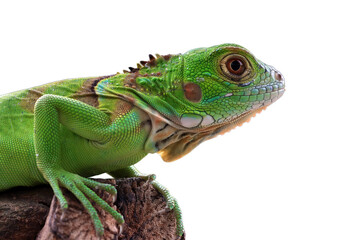 Green iguana side view on wood, Green iguana closeup on isolated background