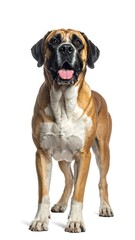 A powerful dog, standing alert against a pure white background, showcasing its muscular physique and attentive expression.