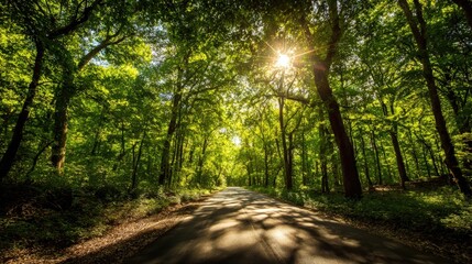 Fototapeta premium Sunlight streaming through a canopy of green trees illuminates a winding road through a tranquil forest on a bright and sunny day outdoors.