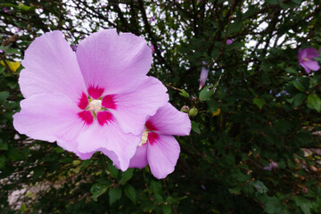 ピンク色のムクゲの花