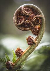 A young fern unfurling, an example of the Fibonacci sequence in nature.