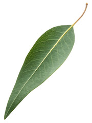 Obraz premium Leaf is shown on a white background