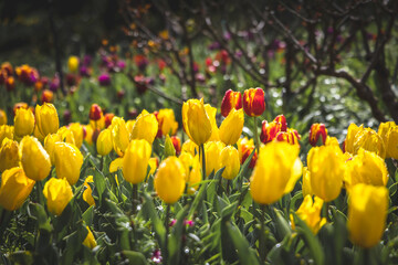 A garden bed of beautiful yellow and red tulips.