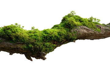 Green moss covering a weathered tree branch.