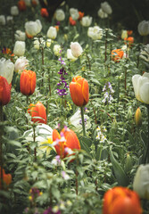 A muted color image of a garden bed with beautiful orange and white tulips.
