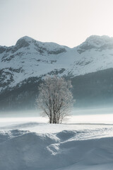 A lot of snow around a plant