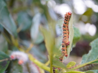 Macro view of vibrant orange and black caterpillar crawling on a green leaf in soft natural light.