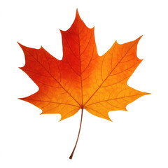 Obraz premium Vibrant Autumn Leaf: A captivating image of a single, brilliantly colored maple leaf, transitioning from fiery red to warm orange, embodies the essence of the fall season.