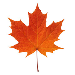 Obraz premium Vibrant Autumn Leaf: The image showcases a captivating close-up of an autumn leaf, showcasing intricate details and vibrant colors, radiating the essence of fall.