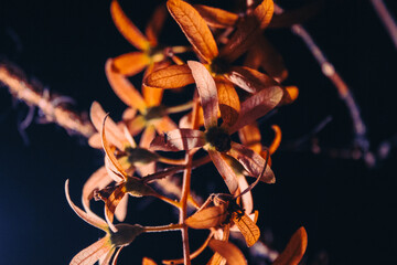 Close up of fresh green foliage background