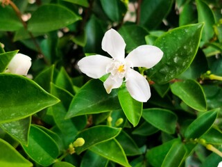 A delicate white flower blooms amidst vibrant green leaves, showcasing nature's beauty and tranquility.