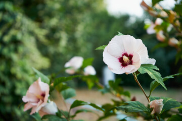 Hibiskus, ketmia, syryjska, róża chińska, Hibiscus L., kwiat © Marcin Łazarczyk