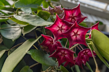 Hoya flowers