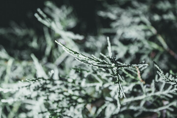 Close up of fresh green foliage background