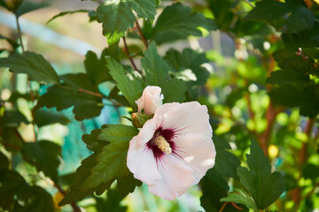 Hibiskus, ketmia, syryjska, róża chińska, Hibiscus L., kwiat © Marcin Łazarczyk