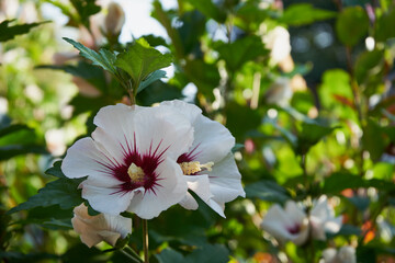 Hibiskus, ketmia, syryjska, róża chińska, Hibiscus L., kwiat © Marcin Łazarczyk