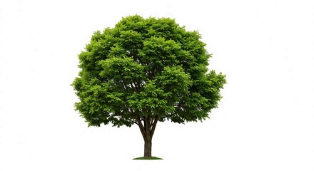 Lush green deciduous tree with full foliage and textured bark on white background