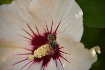 pszczoła,owad,hibiskus, ketmia, syryjska, róża chińska, Hibiscus L., kwiat © Marcin Łazarczyk