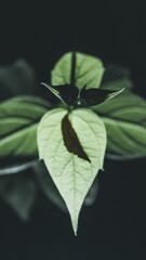 Minimal leaf background with copy space