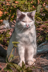 Portrait of a young stray cat on an autumn day